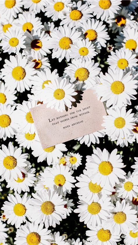 white daisy flowers #flower #Inspirational #light #love Cheer Someone Up, Zero Days, How To Get Motivated, Party Clipart, Worth Quotes, Ways To Be Happier, Love Challenge, Negative Self Talk, Motivational Speeches