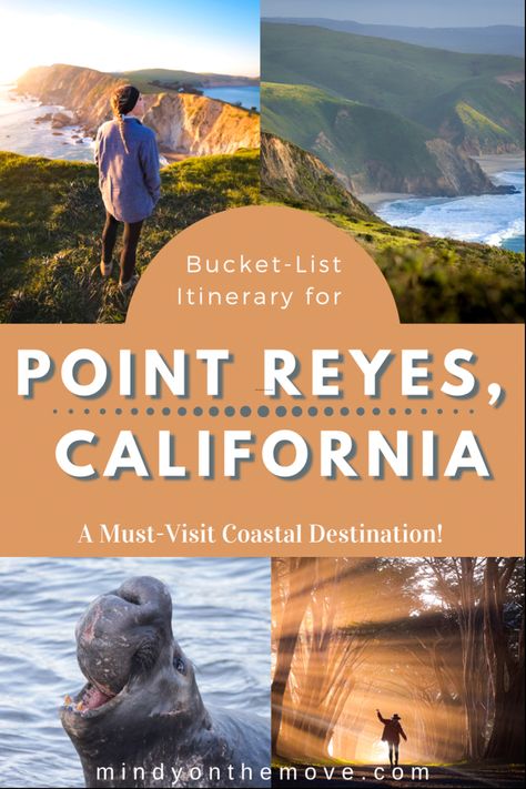 Point Reyes Photoshoot, Point Reyes California, Cypress Tree Tunnel, Plan Your Future, Tomales Bay, Cali Trip, Pinnacles National Park, California Roadtrip, Point Reyes National Seashore