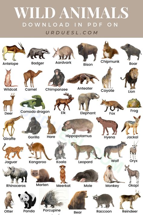 list of Wild Animals Name with Pictures Nature, Picture Of Wild Animals, Wild Animals Name List, Wild Animals Name, Pictures Of Wild Animals, Animals Name With Picture, Animal Chart, Animals Name List, Wild Life Animals