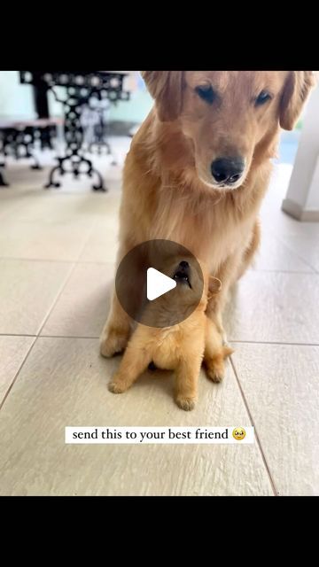 Puppy Barking Video, Puppy Videos Funny Hilarious, Cute Videos Of Animals, Funny Animal Videos Dogs, Funny Dog Videos Hilarious Puppys, Puppy Noises, Funny Dog Video, Funny Dog Videos Make Me Laugh, Puppy Videos Cutest