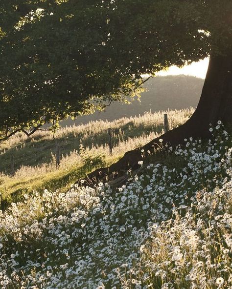 Overgrown Flowers Aesthetic, Jane Austen Landscape, Bridgerton Spotify Cover, Victorian Countryside Aesthetic, Victorian Cottagecore Aesthetic, Regency England Aesthetic, Modern Elizabeth Bennet Aesthetic, 1810s Aesthetic, Jane Bennet Aesthetic