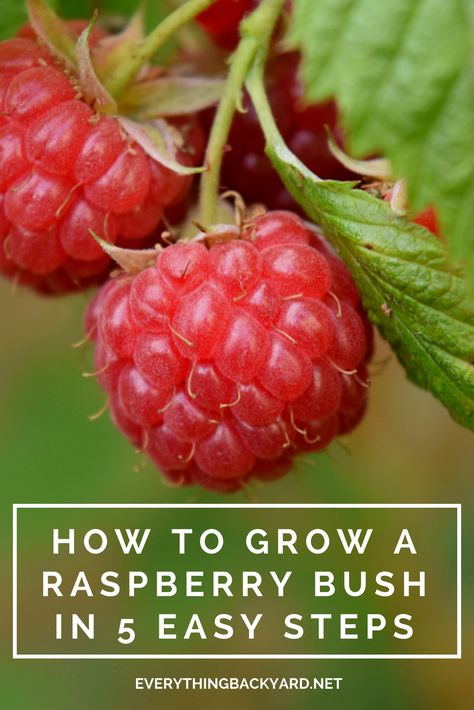 Rasberry Bushes, Grow Berries, Grow Rhubarb, Raspberry Trellis, Diy Haircare, Raspberry Bush, Growing Raspberries, Raspberry Plants, Fruit Bushes