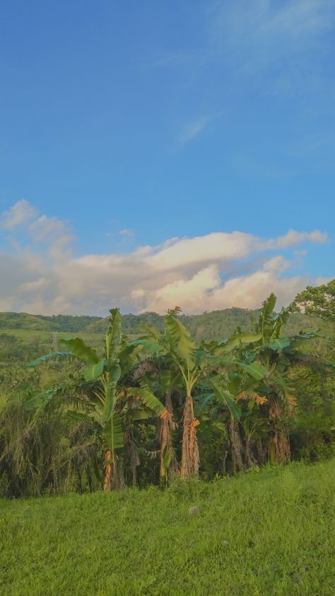 Location: Lonoy Kananga, Leyte Philippines Samar, Leyte, Nature, Philippines Nature, Leyte Philippines, Banana Trees, Banana Tree, Beautiful Places Nature, Nature Beautiful