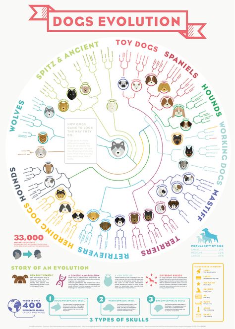 Dogs Evolution Infographic - Best Infographics Artificial Selection, Castle Wolfenstein, Dog Infographic, Wolf Dogs, Invisible Hand, Dog Information, 강아지 그림, Dog Facts, Dog Info