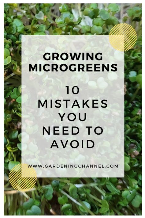 microgreens growing with text overlay growing microgreens ten mistakes you need to avoid How To Grow Microgreens Mason Jars, Uses For Microgreens, Growing Microgreens Outdoors, How To Grow Micro Greens, Growing Microgreens Without Soil, Grow Microgreens Indoors, Growing Microgreens At Home, How To Use Microgreens, Diy Microgreens Tray