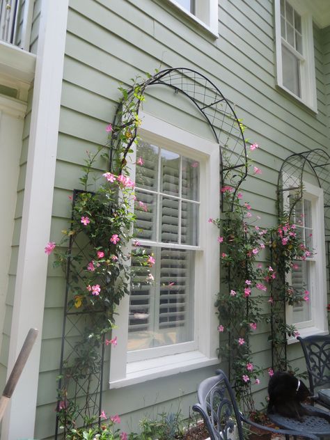 Upgrade Your  Climbing Garden Rose | Home Decor
rose garden ideas,rose gardening ideas,roses garden ideas,rose gardens ideas
garden,rose,rose garden wedding,cottage garden,roses garden landscape
rose garden landscape,rose gardens landscape,flower garden,dream garden,secret garden
english cottage garden,rose flower,rose garden,roses  garden,climbing rose,beauty garden Trellis Around Window, Wire Trellis Diy, Window Trellis, Window Trellises, Mandevilla Vine, Trellis Diy, Vine Ideas, Metal Garden Fencing, Gardening Design Diy