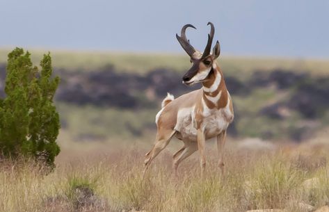 Pronghorn Antelope Hunts » Outdoors ... Pronghorn Tattoo, Addax Antelope, Antelope Hunting, Antelope Animal, Pronghorn Antelope, Antelope Horns, Animal Hunting, Big Game Hunting, Trophy Hunting