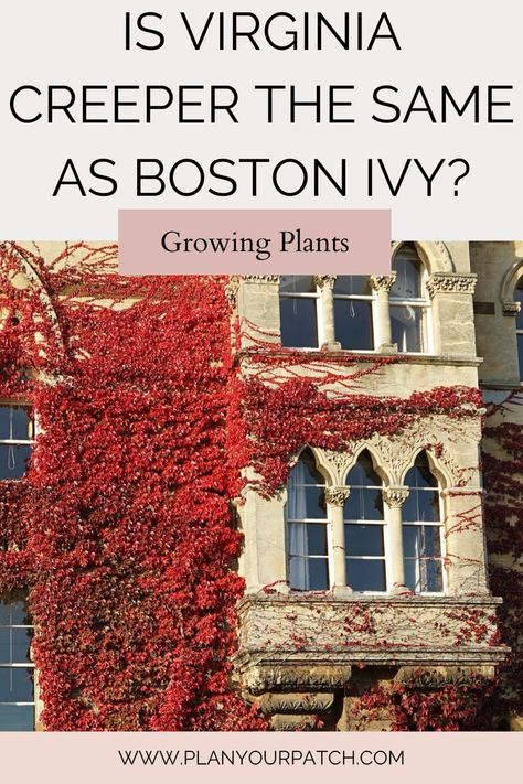 This contains: What Is The Difference Between Boston Ivy And Virginia Creeper Virginia Creeper Vine, Retreat At Home, Designing A Garden, Backyard Escape, Boston Ivy, Garden From Scratch, Virginia Creeper, Cozy Backyard, Cottage Garden Plants