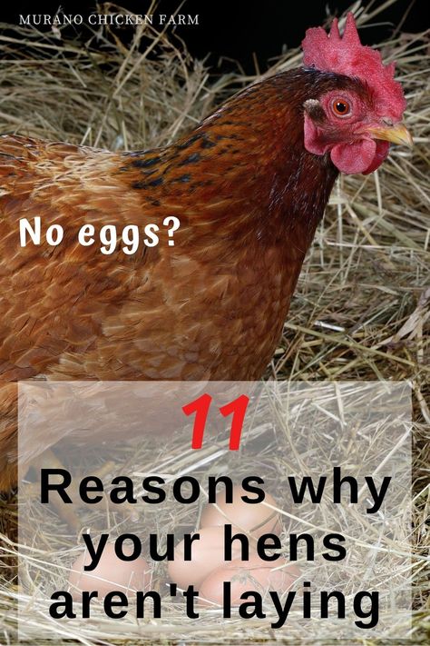 Chicken Tips, Best Egg Laying Chickens, Egg Laying Chickens, Homestead Chickens, Backyard Chicken Farming, Chicken Life, Chicken Health, Egg Production, Raising Backyard Chickens