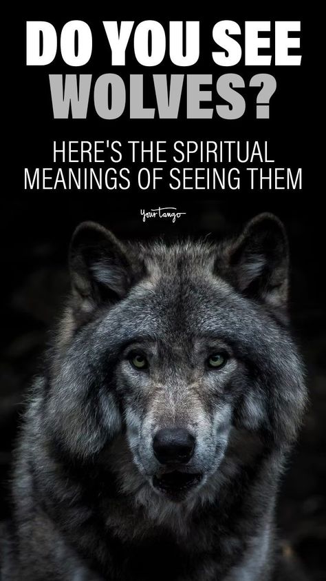 Spiritual Animal Meanings, Black Wolf Tattoo, Wolf Meaning, Wolf Symbolism, White Wolf Tattoo, Wolf Symbol, Wolf Tattoo Meaning, Symbolism And Meanings, Indian Wolf