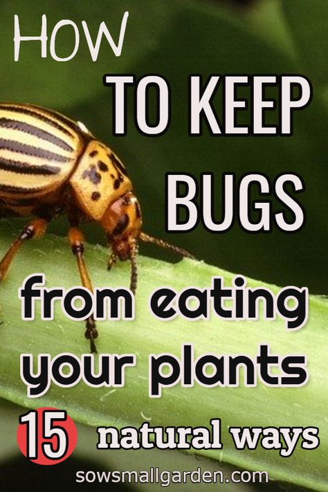 Plant Repellent Bugs, Essen, How To Get Rid Of Bugs In Garden, Natural Bug Repellent For Vegetable Garden, Pests On Plants, Garden Bugs Get Rid Of, Keep Grasshoppers Off Plants, How To Keep Bugs Off Plants, How To Keep Bugs Out Of Garden