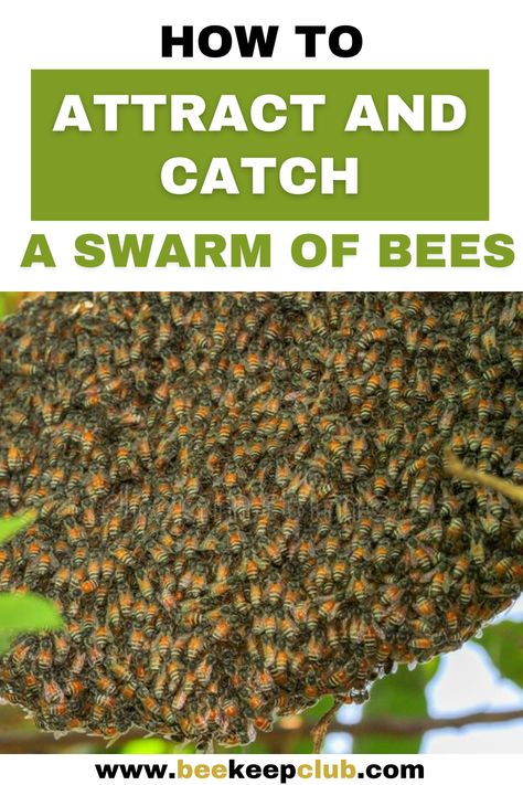 Honey Business, Honey Bee Swarm, Backyard Bees, Bee Keeping Hives, Bee Catcher, Clean Lungs, Backyard Beehive, Honey Bees Keeping, Bee Farming