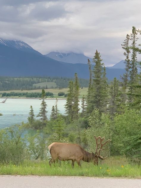 Nature, Canadian Rockies Aesthetic, Canadian Forest Aesthetic, Forest Twilight Aesthetic, Americana Roadtrip, Canadian Aesthetic, Forest Twilight, Cow Elk, Outdoor Vibes