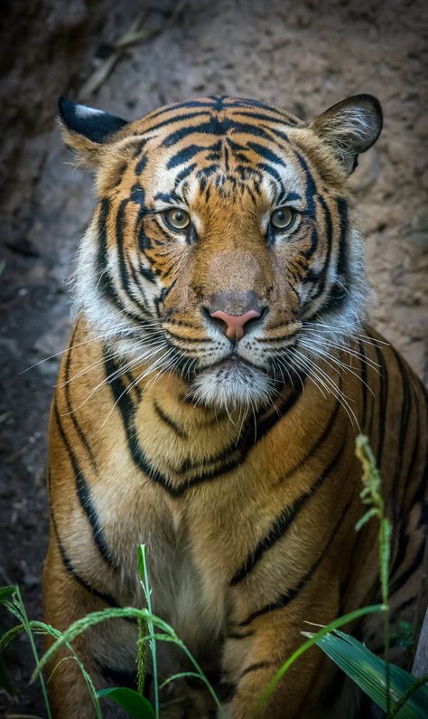 Malayan Tiger, Save The Tiger, Panthera Tigris, Tiger Drawing, Tiger Wallpaper, Cat Species, Wild Tiger, Big Cats Art, San Diego Zoo