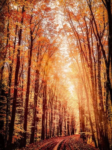 5 Amazing Places to See Fall Colors in Michigan - Territory Supply Nature, Michigan Tunnel Of Trees, Tunnel Of Trees Michigan, Tunnel Of Trees, Fall In Michigan, Tahquamenon Falls, Michigan Adventures, Pictured Rocks, Pictured Rocks National Lakeshore