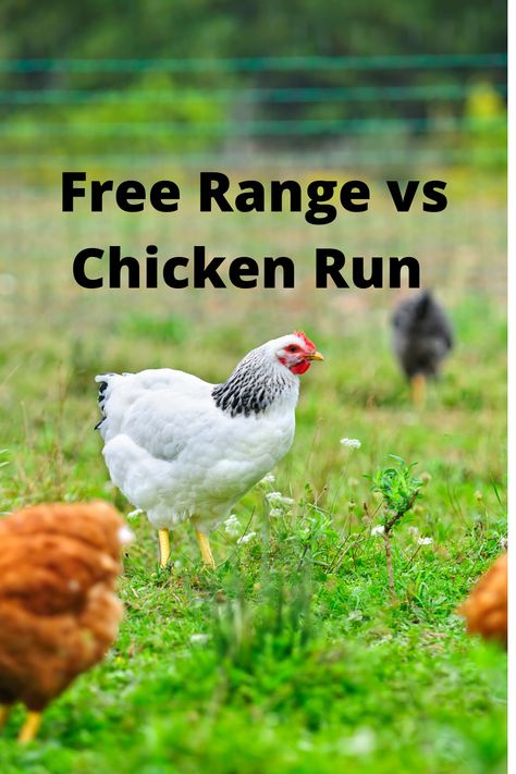 Free Range Chicken Farm, Chicken Free Range Ideas, Free Range Chicken Coop Ideas, Movable Chicken Run, Free Range Chickens Coop, Owning Chickens, Chickens Coop, Chicken Tips, Dream Homestead