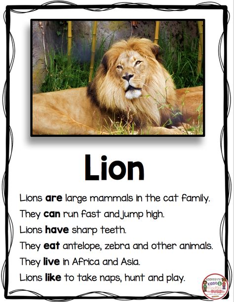 LIONS - All About Lions - Nonfiction Writing and Reading - Animal Reports - Zoo Unit - Kindergarten - First Grade - Second Grade - Informational Text - Non-Fiction Passages - FREEBIE #kindergarten #firstgrade #secondgrade #writing #nonfiction #lions Lion Facts For Kids, Fun Facts About Lions, Lions For Kids, Writing Nonfiction, Animal Information, Lion Facts, Animal Report, Zoo Activities, Reading Comprehension Kindergarten