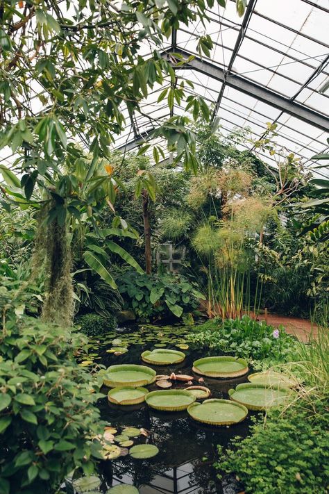 Dundee University Botanic Garden - from the Haarkon Greenhouse Tour. Dundee, Modern Garden Landscaping, Plant Aesthetic, Greenhouse Gardening, Botanic Garden, Landscape Projects, Design Layout, Winter Garden, Modern Garden