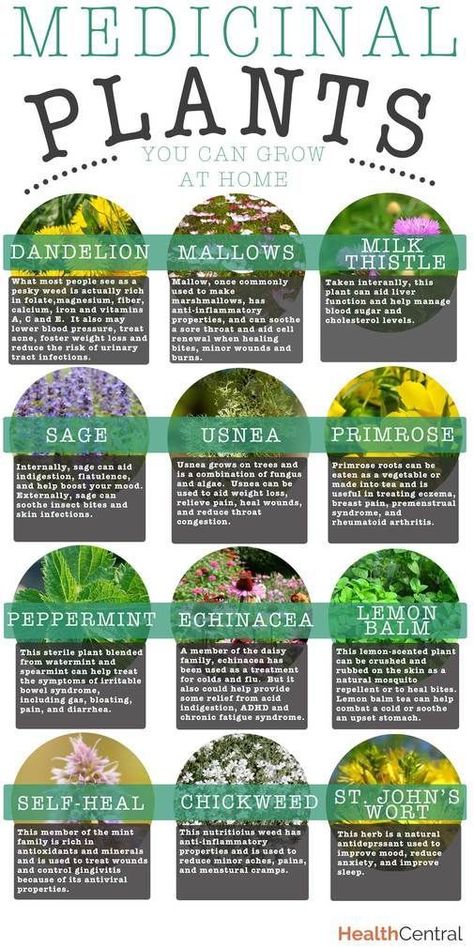 Medicinal Plants You Can Grow at Home It is time to start planning your garden. There may be snow on the ground where you live but really, Spring is just around the corner. Medicinal gardens are ge… Wounded Healer, Magia Das Ervas, نباتات منزلية, Healthy Digestive System, Healing Plants, Desain Lanskap, Herbal Healing, Natural Antibiotics, Holistic Remedies