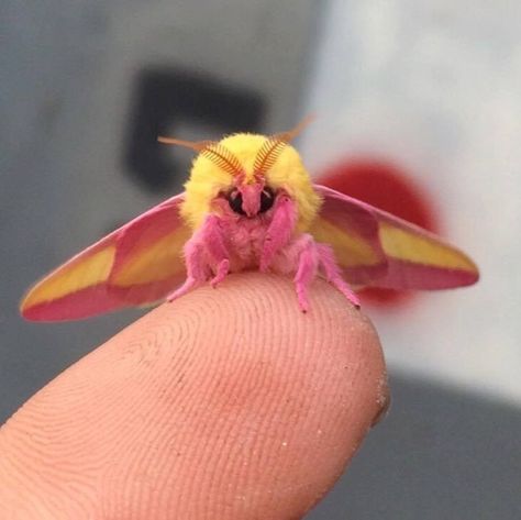 The Rosy Maple Moth May Be the Cutest Bug Ever Maple Moth, Rosy Maple Moth, Colorful Moths, Beautiful Bugs, Creepy Crawlies, Yellow And Pink, Bugs And Insects, Cute Creatures, Beautiful Butterflies