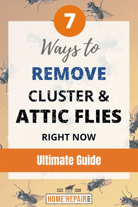 Flies swarming attic in winter Flys In The House, Fly Remedies, Flies Trap Diy, How To Repel Flies, Getting Rid Of Bees, Repel Flies, Tiger Flying, Fly Infestation, Flies Outside