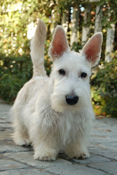 Maggie is wondering if this looks like an oliver?   Flannigan McCloud: Nov 2008,  darling boy! Scottish Terrier, White Scottish Terrier, Scottish Terrier Puppy, Schnauzer Mix, Scottie Terrier, Psy I Szczenięta, Scotty Dog, Scottie Dogs, Scottish Terriers