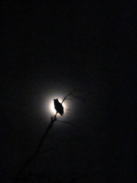 Night Owl Faerieland Aesthetic, Full Moon Light, Mystery Art, Art Poetry, Moon Shadow, Moon Light, Owl Lovers, The Full Moon, Beautiful Moon