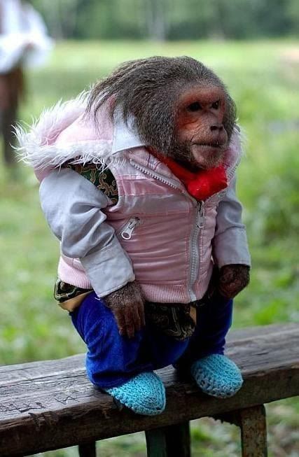 #44 of the list of things you never see in real life: An extremely stylish monkey Animals