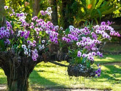 Where To Find Orchids In The Wild Nature, Orchids In The Wild, Orchid Soil, Jungle Vbs, Orchid Food, Moth Orchid, Hot Pink Flowers, Vanilla Orchid, Plant Roots