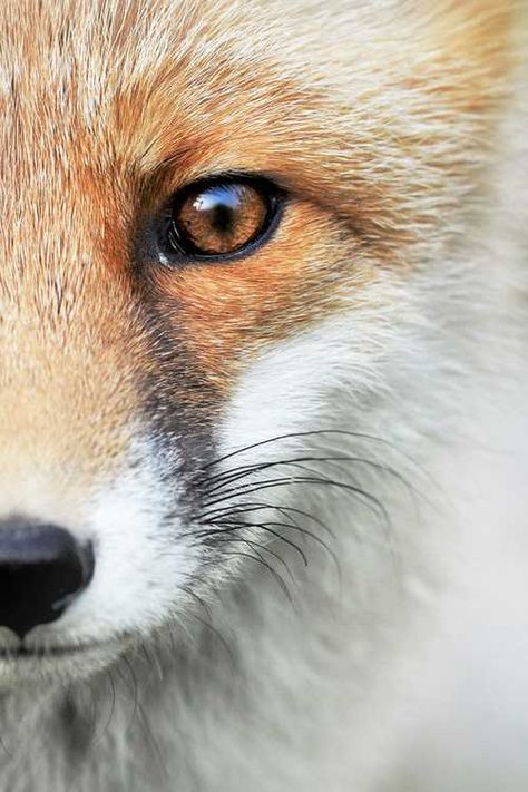 Fox Background, Fox Artwork, Animal Tumblr, Fox Eyes, Foxes Photography, Fox Painting, Fox Face, Eye Photography, Funny Face