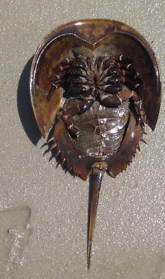 Underside of Atlantic horseshoe crab (Limulus polyphemus), by Brandon Woo Living Fossil, Cnidaria, Horseshoe Crab, Fauna Marina, Crab And Lobster, Underwater Creatures, Underwater Life, Arthropods, Aquatic Animals