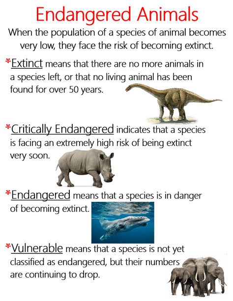 Animals Anchor Chart, Endangered Animals Poster, Endangered Animals Lessons, Endangered Animals Activities, Endangered Animals Project, Eco Club, Animals Activities, Montessori Teaching, Species Extinction