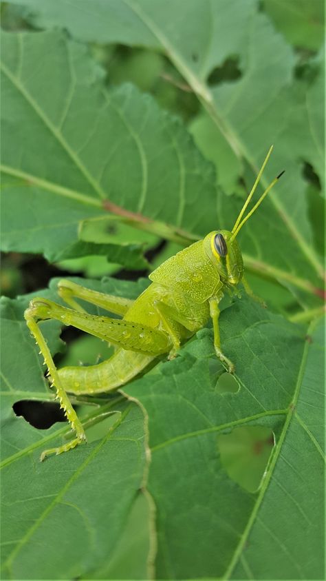 "Green American Bird Grasshopper" image by Sheila Brown https://www.publicdomainpictures.net/en/view-image.php?image=296554&picture=green-american-bird-grasshopper #freeimage #green #american #bird #grasshopper #publicdomain #CC0 Public Domain, Free Image, Stock Photo, Green