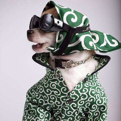 @montjiro: This chihuahua has got some very serious style. | Get a Free Consultation for your #dog from our Friends at Nature's Select http://naturalpetfooddelivery.com/nsd/usa/free-consultation/ #dogsinfashion Dapper Dogs, Dog Photoshoot, Pet Style, Dog Fashion, Dog Projects, Chihuahua Love, Pet Fashion, Pet Costumes, Dog Dresses