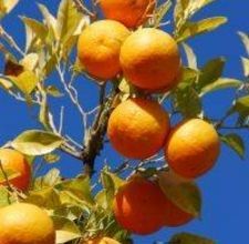 Orange Tree Light And Shadow Photography, Citrus Trees, Beautiful Fruits, Fruit Painting, Oranges And Lemons, Orange Tree, Orange Fruit, Color Studies, Painting Gift