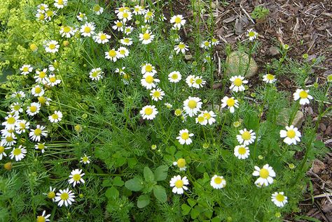 German Chamomile Vs. Roman Chamomile: What’s The Difference? - Hobby Farms Chamomile Plant, German Chamomile, Cedar Garden, Hosta Gardens, British Garden, Roman Chamomile, Healing Plants, Chamomile Flowers, Hobby Farms