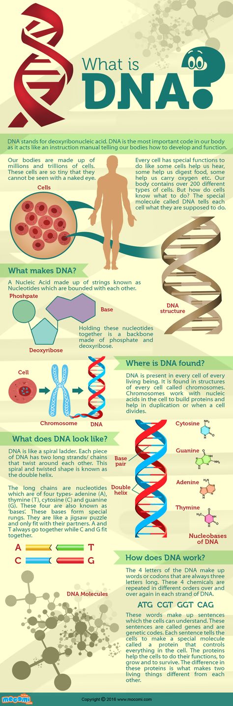 DNA stands for deoxyribonucleic acid. DNA is present in every cell of every living being. It is found in structures of every cell called chromosomes. Read more fun and educational biology articles here http://mocomi.com/learn/science/biology/ What Is Dna, Biology For Kids, Tabel Periodik, Dna Facts, Learn Biology, Basic Anatomy And Physiology, Study Biology, Biology Facts, Medical Student Study