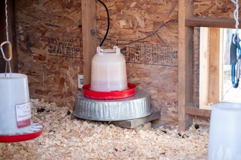 How To Keep Water From Freezing In Coop, Drinking Salt Water, Chickens In The Winter, Chicken Waterer, Water Barrel, Chicken Owner, Frozen Water, Water Bucket, Moving Water