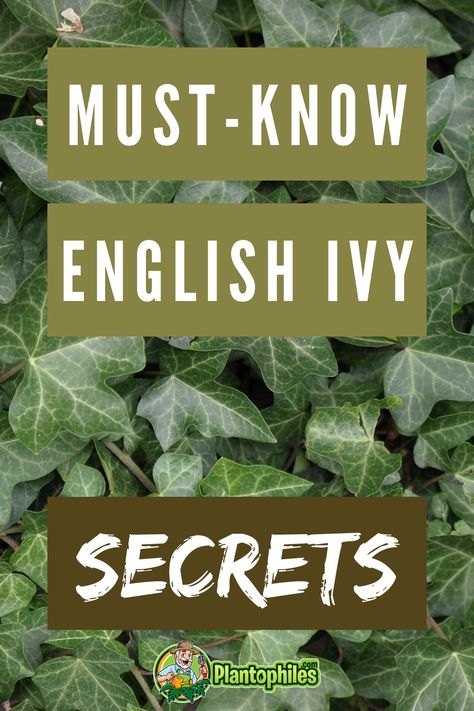 Nature, English Ivy Houseplant, English Ivy Landscape Ideas, How To Take Care Of Ivy Plants, How To Care For English Ivy Indoors, How To Grow English Ivy Indoors, Repotting English Ivy, Caring For Ivy House Plants, English Ivy Care Indoors