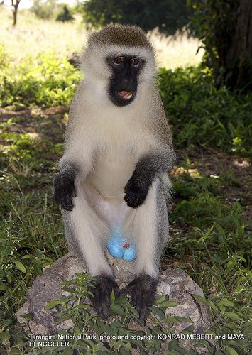 Blue ball monkey, isn't it pretty ! | Flickr - Photo Sharing! Rare Animals, Vervet Monkey, Types Of Monkeys, Funny Horse Pictures, Monkey Pictures, Pet Monkey, Blue Ball, Lovely Creatures, Funny Horse