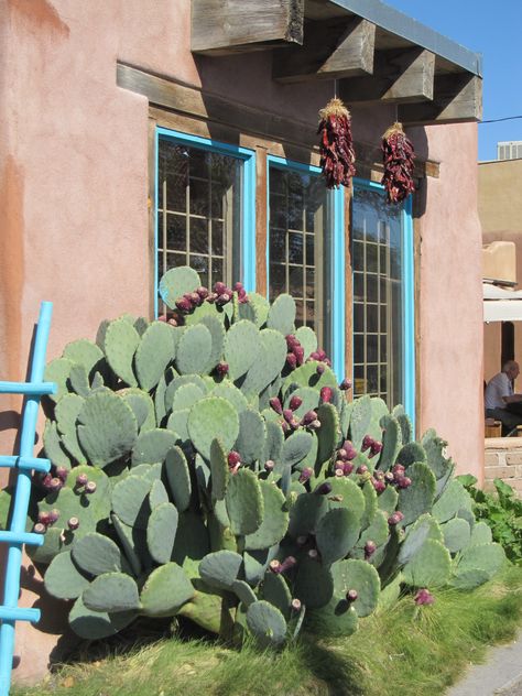 Albuquerque, New Mexico New Mexico Cactus, Mexico Cactus, Southwest Living, New Mexico Santa Fe, Pink Desert, Adobe House, Santa Fe Style, Southwest Decor, Albuquerque New Mexico