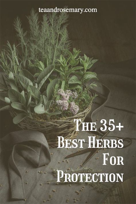 The best herbs for witchcraft and herbs for protection. If you're learning about witchcraft for beginners, then look into these protection herbs, as herbs is a great place to start in witchcraft! Herbs For Intentions, Protection Flowers Witchcraft, Plants For Protection From Evil, Cleansing Herbs Witchcraft, Protection Herbs Witchcraft, Protection Plants Witchcraft, Herbs For Protection Witchcraft, Protection Herbs Magick, Herbs And Their Uses Witchcraft