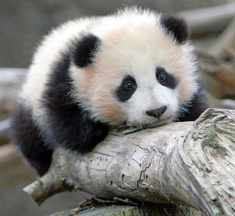 So cute!!  Just look at that face :) [Zhen Zhen - baby girl panda born at the San Diego Zoo] Baby Panda Pictures, Panda Bebe, Haiwan Comel, Baby Panda Bears, Photo Animaliere, Giant Panda, Endangered Animals, Baby Panda, Cute Panda