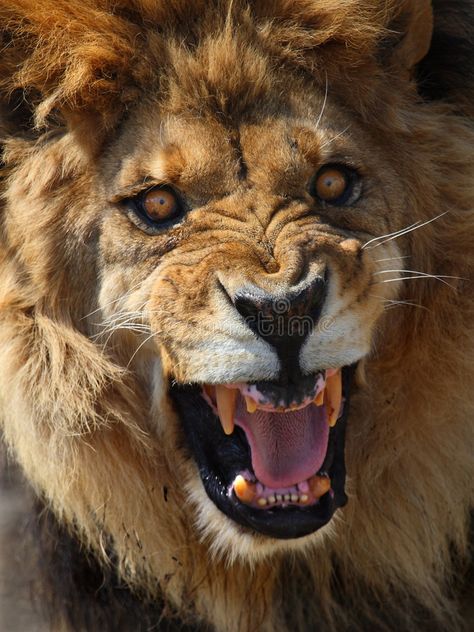 Lion. This male lion is roaring looks so angry , #Sponsored, #male, #Lion, #lion, #angry, #roaring #ad Face Male, Angry Animals, Lions Photos, Lion Drawing, Lion Photography, Fu Dog, Roaring Lion, Lion Images, Male Lion