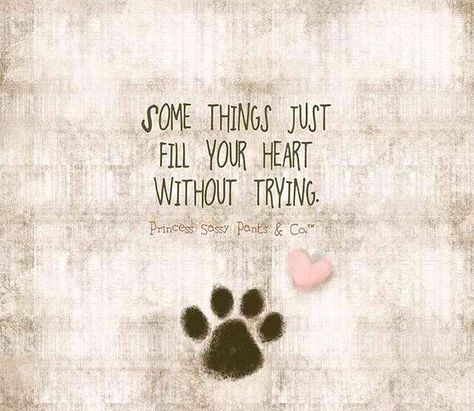 Some things fill your heart without even trying Dog Quotes, Lou Dog, Tatoo Dog, Mini Aussie, Kwanzaa, Animal Quotes, Amazing Quotes, Border Collie, Dog Life