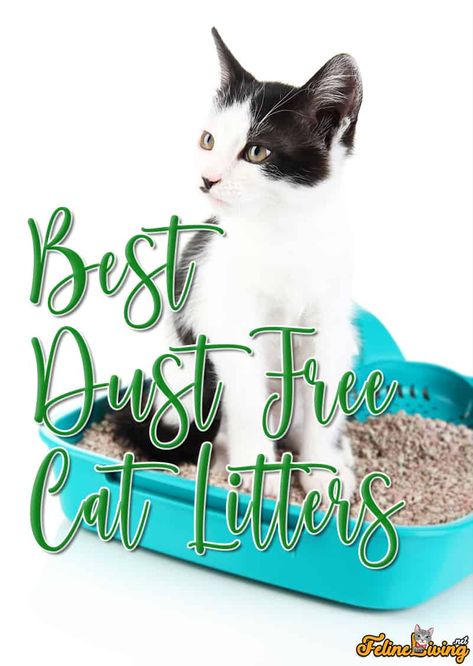 2022 Best Dust Free Cat Litter: Get The Dust and Funk Off Your Homes Cat Liter, Best Cat Litter, Tidy Cats, Kitty Litter, Natural Probiotics, Free Cats, Free Cat, Dust Free, Cat Litter