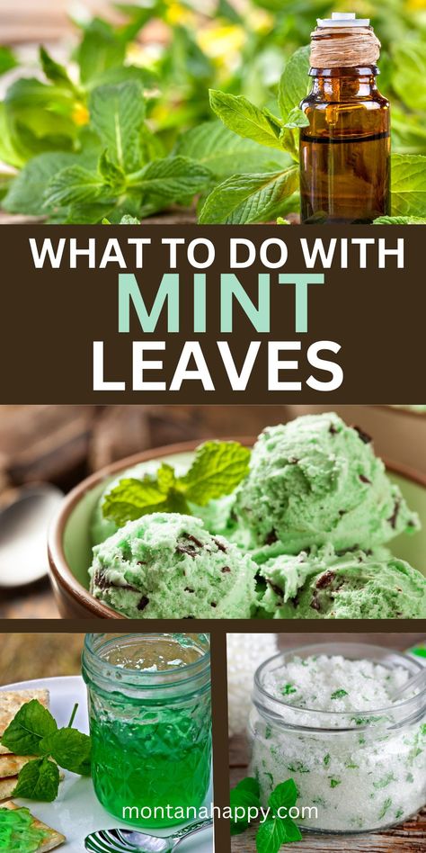 What to do with Mint Leaves? LOTS of IDEAS!!! | Montana Happy Preserving Fresh Mint Leaves, Vine Leaf Recipes, What To Make With Fresh Mint Leaves, What To Do With A Lot Of Basil, Candied Mint Leaves, What To Do With Dried Mint Leaves, Things To Do With Peppermint Leaves, Sugared Mint Leaves, Recipes That Use Mint Leaves