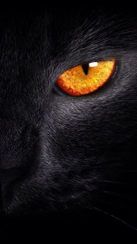 Beast Eyes, Cat Eye Drawing, Fav Animal, Regard Animal, Cats Black, Wild Animals Pictures, Eyes Wallpaper, Big Cats Art, Animale Rare