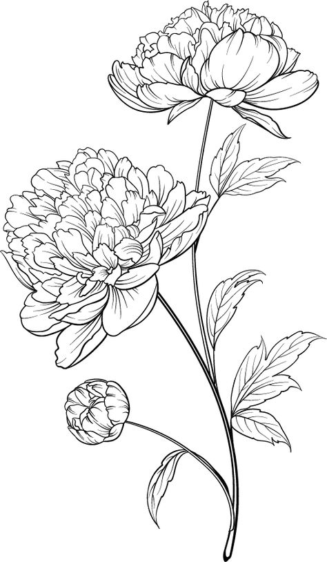 Coloring Pages Free Printable Adult, Free Printable Adult Coloring Pages, New Coloring Pages, Floral Coloring Pages, Peony Flower Tattoos, Peony Drawing, Peony Illustration, Flower Line Drawings, Coloring Pages Free Printable