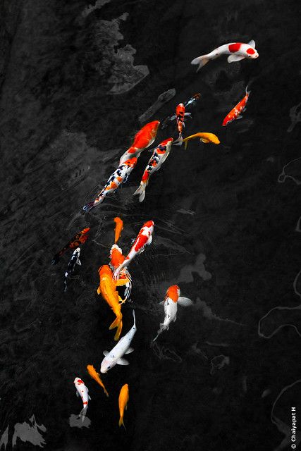 Koi | Colourful Koi swimming in harmony. | Chaiyapat Hastanasombat | Flickr Karp Koi, Koi Wallpaper, Koi Painting, Koi Fish Drawing, Ikan Koi, Koi Art, Fantasy Mermaids, Carpe Koi, Koi Fish Pond